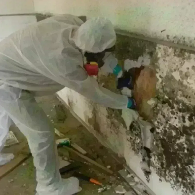 Mold Remediation and Removal in Haywood County, NC